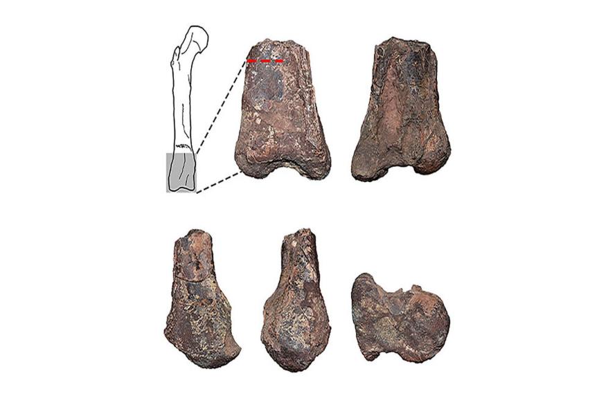 Los restos fosilizados del fémur de Elemgasem nubilus.