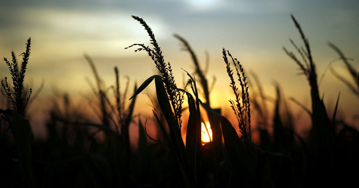 La bolsa de valores de Argentina dice que el verano seco es un "gran desafío" para la soja y el maíz