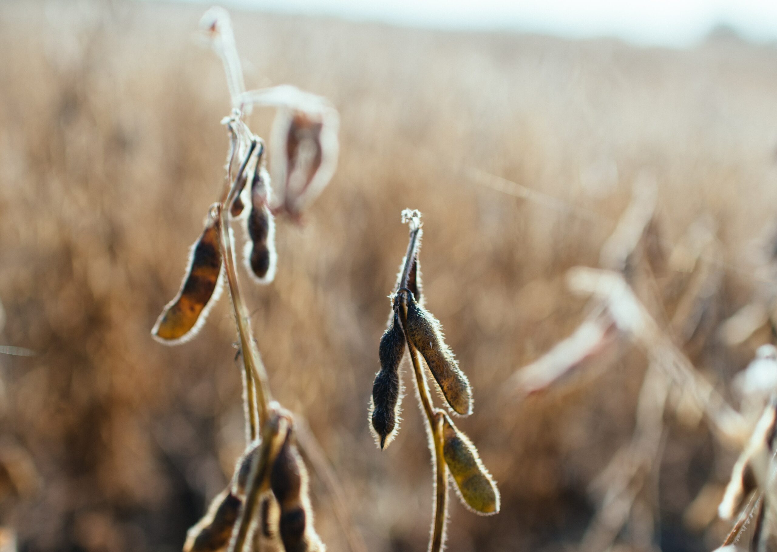 La región central de Argentina ya perdió casi la mitad de la cosecha de soja